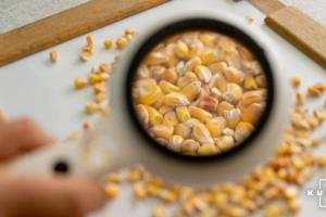 В Угорщині знищили партію української кукурудзи через зараження мікотоксинами