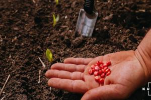 Експерт назвав основні критерії при виборі оптимальних строків сівби кукурудзи