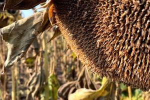 На ринку дефіцит якісного насіння соняшника — експерт