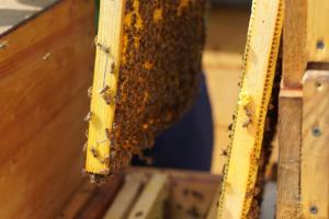 В Україні зросли ціни на бджолопакети 