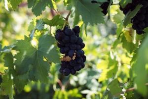 В Україні почали виробляти біодинамічне вино