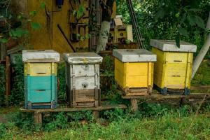 Пасічники відсудили компенсацію за отруєння бджіл на Хмельниччині