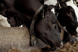 Поголів’я корів на фермах скоротилось до 387 тисяч