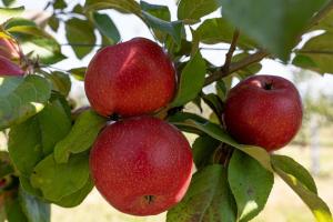 В «Садах Дніпра» висадили ще 21 га яблунь і анонсують більше зростання восени