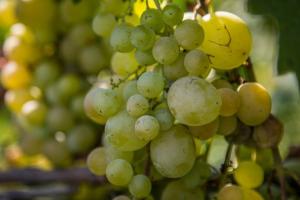 Перевиробництво змушує виноробів Франції утилізувати вино та вирубувати виноградники