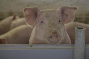 На Кіровоградщині знищать 500 свиней через спалах АЧС