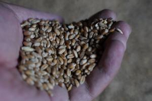 Експортні ціни пшениці продовжили зниження — аналітики