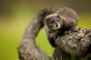 Литва заборонила хутрові ферми