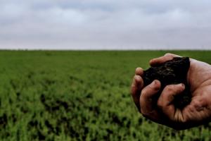 У трьох регіонах України зросла ціна землі 