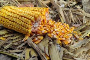 Фермери Сумщини залишають кукурудзу зимувати в полі