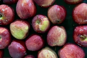 Озвучено експортну ціну на українські яблука