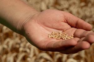 Польща продовжить заборону на імпорт зерна з України