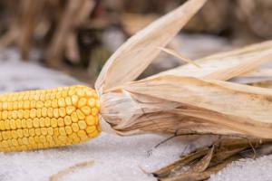 Кукурудза врожаю 2023 залишилась в полі, цього року її не сіятиму — фермер з Сумщини