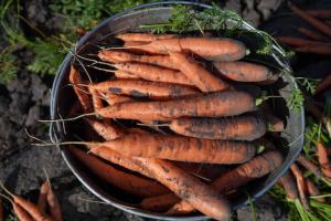 Фермери знижують ціну на моркву