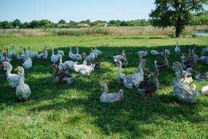 Промислове поголів'я гусей скоротилось на 90%