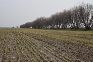 Ціна землі не може зрости без збільшення прибутків в агросфері