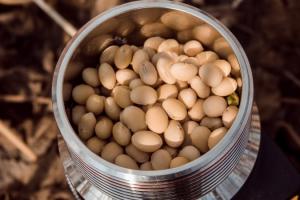 Дрібні фермери можуть отримати часткову компенсацію за придбання насіння сої