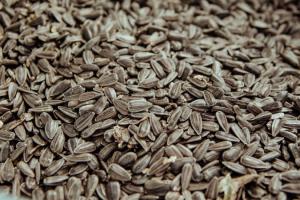 В Молдові призупинили роботу ОЕЗи через дефіцит соняшника