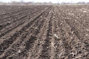 Аграрії Львівщини замінюють кукурудзу на маржинальнішу культуру