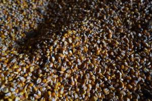 Україна продала на зовнішній ринок 47,7 млн т зерна