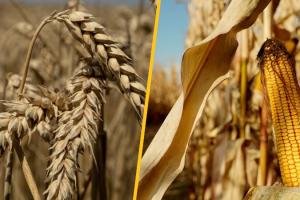 Молдова продовжила ліцензування імпорту зернових та олійних