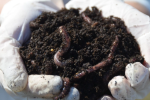 Каліфорнійський черв'як