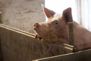 В Угорщині через ящур профілактично забили майже 10 тисяч свиней