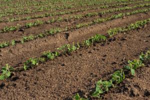 Післясходовий гербіцидний захист для соняшника та сої — які препарати обрати