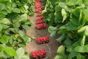 Фермер з Херсонщини розбудовує тепличний бізнес на Криворіжжі