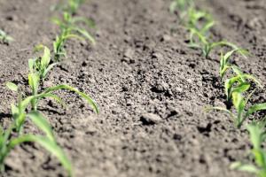 Специфіка поточного агросезону створила ризикову ситуацію для кукурудзи — фахівець