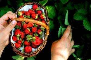 Гадз запустив новий напрямок — вирощування полуниці