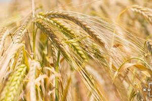 Старт жнив призвів до зниження цін на фуражний ячмінь
