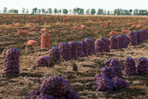 Господарство з Одещини випробувало технологію нанобульбашок на озимій цибулі