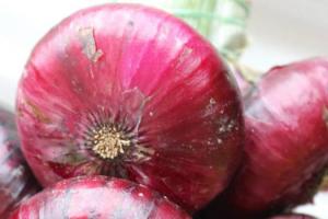 Фермерка із Закарпаття вирощує ялтинську червону цибулю 