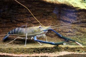 Креветка Розенберга