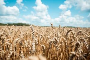 Врожай пшениці України може сягнути 22 млн тонн 