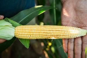 Прогноз врожаю кукурудзи в Україні один із найвищих за останні роки