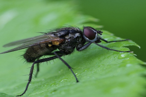 Муха. Фото ілюстративне. Джерело: Depositphotos