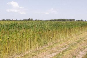 Плантація технічних конопель