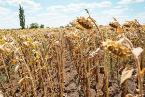 В Україні почались жнива соняшнику