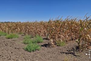 На Одещині через посуху загинув соняшник, на Дніпровщині — кукурудза в критичному стані