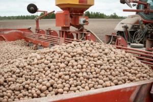 На фоні активізації збору фермери змушені знижувати ціни на картоплю