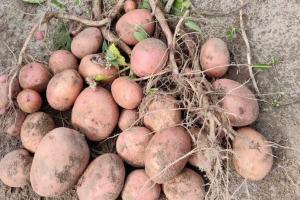 У Німеччині прогнозують рекордний за 25 років урожай картоплі 