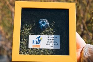 Найбільша лохина в Україні СВК «Ягідки»