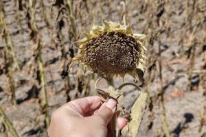 Нема сенсу заганяти комбайни на поля — на Одещині згорів соняшник
