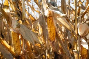 Кукурудза
