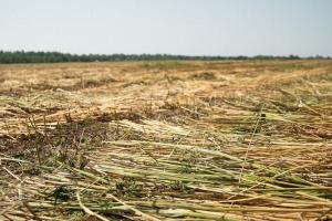 Скошені технічні коноплі