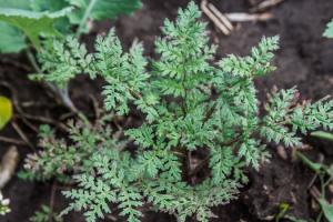 Сходи фацелії