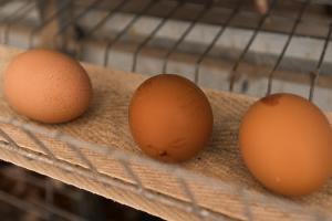 На Житомирщині працює органічна птахоферма з повним циклом виробництва