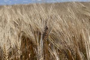 Український ячмінь тримає позиції: ціни залишаються на рівні $230/т 